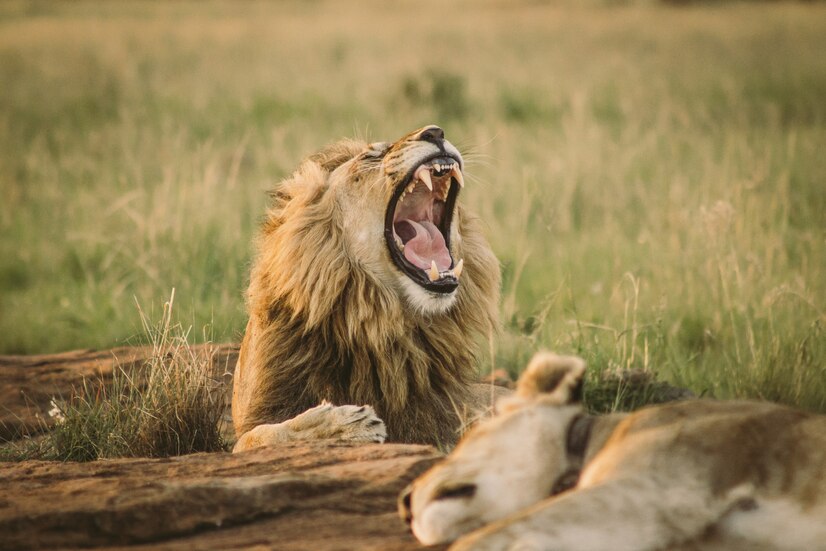 Wildlife Safaris
