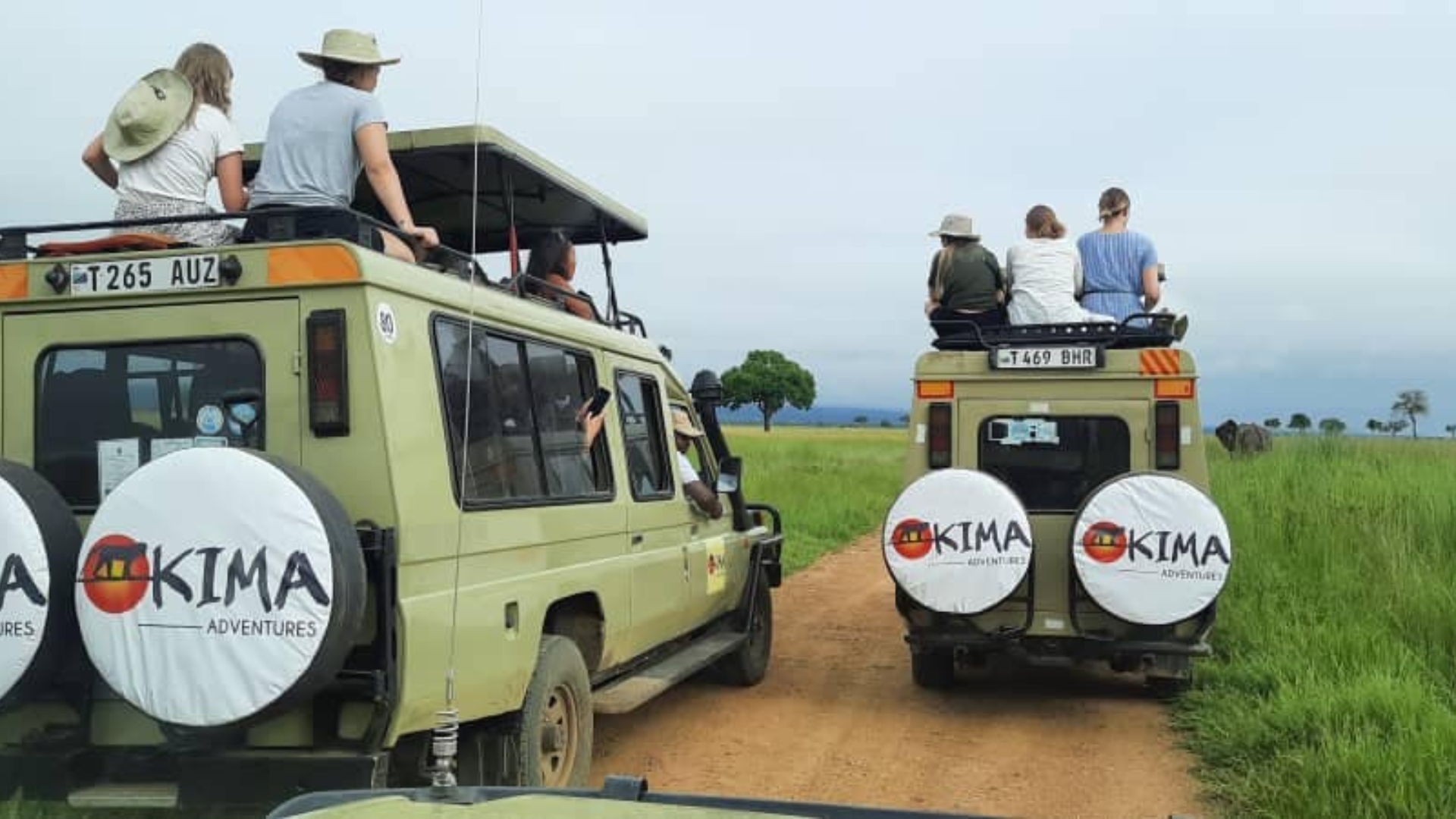 Safari Wildlife