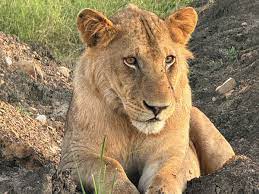 6 DAY DRIVE-IN SAFARI & ZANZIBAR EXTENSION